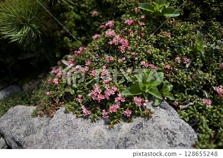 上富良野山登山道上盛開的高山植物 128655248