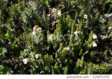上富良野山登山道上盛開的高山植物 128655249