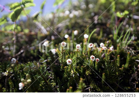 Alpine plants blooming on the mountain trails of Mt. Kamifurano 128655253