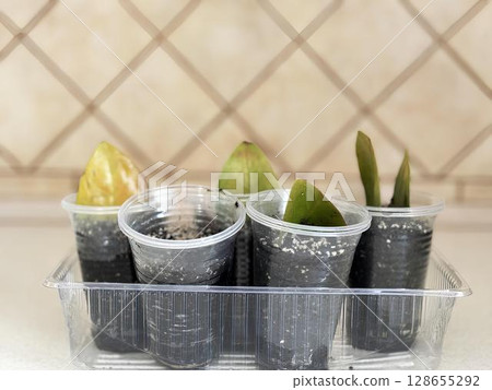 Faded indoor plants near window after long absence, neglected zamioculcas flowers with new sprouts. Concept of houseplants care, post vacation recovery and poor home plant maintenance Faded indoor plants near window after long absence, neglected zamioculcas flowers with new sprouts. Concept of houseplants care, post vacation recovery and poor home plant maintenance 128655292