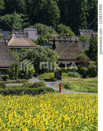 夏季，深山茅葺村的向日葵盛開 128655400