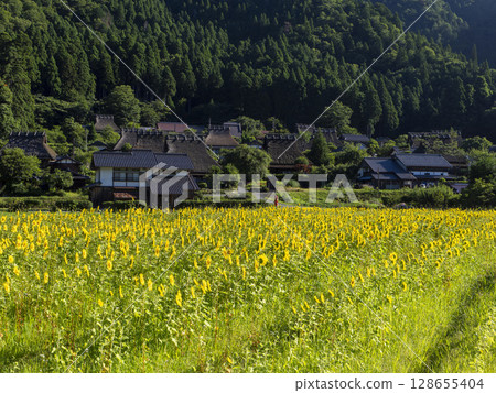 夏季，深山茅葺村的向日葵盛開 128655404
