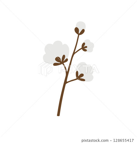 Cotton. A white cotton box. Cotton wool. The ripe fruit of a cotton plant. 128655417