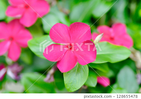Catharanthus roseus G Don ,APOCYNACEAE or Madagascar periwinkle or Vinca or Old maid 128655478