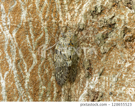 A cicada resting on a tree trunk 128655523