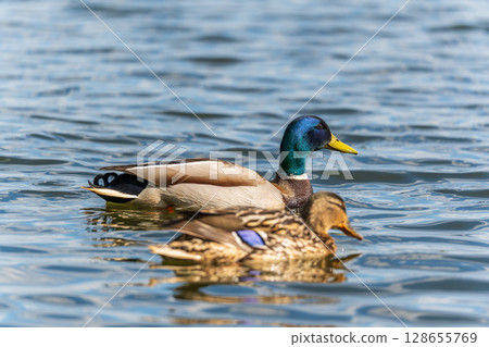 Duck swims in the pond. 128655769