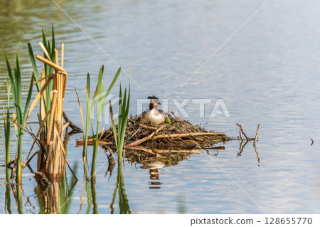 Great Crested Grebe, Podiceps cristatus, water bird sitting on the nest, nesting time on the green lake Great Crested Grebe, Podiceps cristatus, water bird sitting on the nest, nesting time on the green lake 128655770