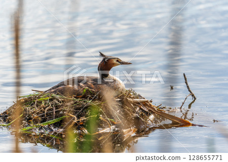 Great Crested Grebe, Podiceps cristatus, water bird sitting on the nest, nesting time on the green lake 128655771
