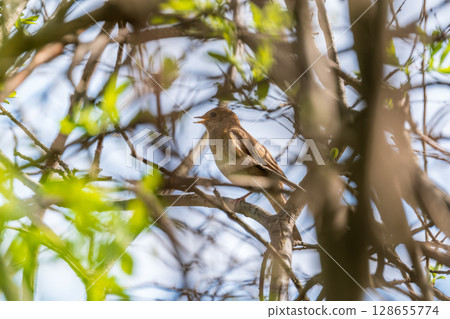 Thrush Nightingale, Luscinia luscinia. A bird sits on a tree branch and sings Thrush Nightingale, Luscinia luscinia. A bird sits on a tree branch and sings 128655774