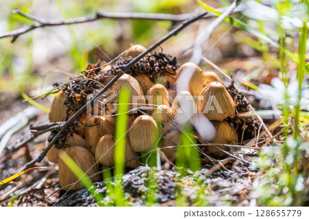 Poisonous toadstool mushrooms in the autumn forest. 128655779
