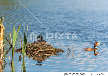 Great Crested Grebe, Podiceps cristatus, water bird sitting on the nest, nesting time on the green lake 128655782