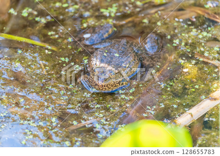 A large green frog sits in the marsh. 128655783