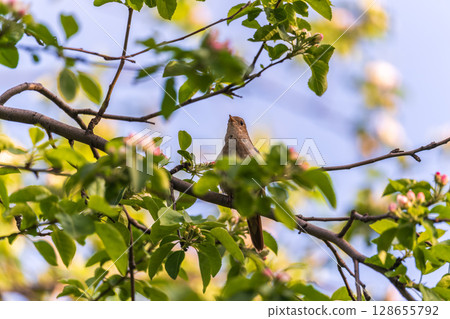 Thrush Nightingale, Luscinia luscinia. A bird sits on a tree branch and sings 128655792
