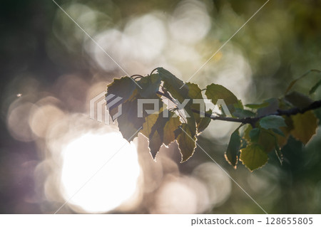 Branch of birch tree, Betula pendula, silver birch, warty birch, European white birch, with green leaves Branch of birch tree, Betula pendula, silver birch, warty birch, European white birch, with green leaves 128655805