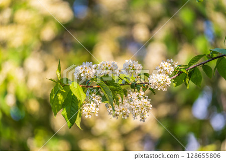 White flowers blooming bird cherry. Close-up of a Flowering Prunus padus Tree with White Little Blossoms White flowers blooming bird cherry. Close-up of a Flowering Prunus padus Tree with White Little Blossoms 128655806