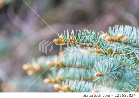 Closeup of fir branches with young buds. Spring nature concept. Fir branches with fresh shoots 128655824