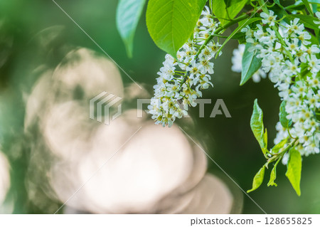 White flowers blooming bird cherry. Close-up of a Flowering Prunus padus Tree with White Little Blossoms White flowers blooming bird cherry. Close-up of a Flowering Prunus padus Tree with White Little Blossoms 128655825
