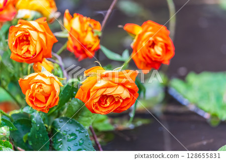 Blooming red rose bud with raindrops close up 128655831