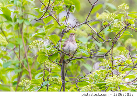 Thrush Nightingale, Luscinia luscinia. A bird sits on a tree branch and sings 128655832