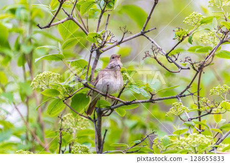 Thrush Nightingale, Luscinia luscinia. A bird sits on a tree branch and sings 128655833