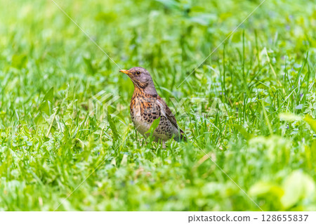 Wood bird Fieldfare, Turdus pilaris, on a sprng lawn. 128655837