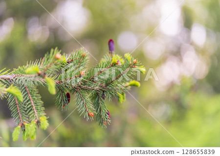 Closeup of fir branches with young buds. Spring nature concept. Fir branches with fresh shoots 128655839