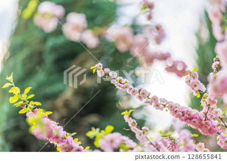 Beautiful Pink Flowers of Prunus triloba, Blossom, pink flowers. Prunus triloba, sometimes called flowering plum or flowering almond, a name shared with Prunus jacquemontii 128655841