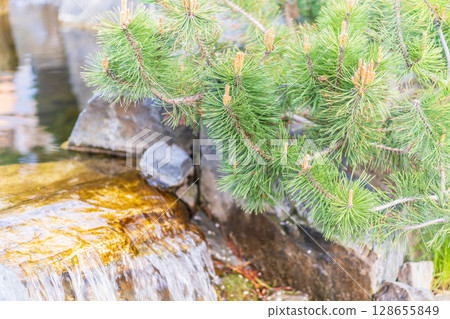 Green small pine trees with fresh shoots in spring or summer 128655849