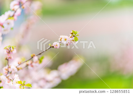 Beautiful Pink Flowers of Prunus triloba, Blossom, pink flowers. Prunus triloba, sometimes called flowering plum or flowering almond, a name shared with Prunus jacquemontii 128655851