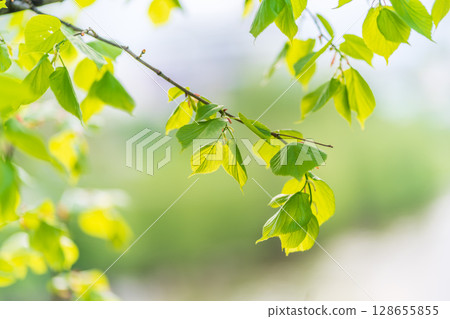Tilia cordata, the small-leaved lime or small-leaved linden branch with fresh leaves in spring 128655855