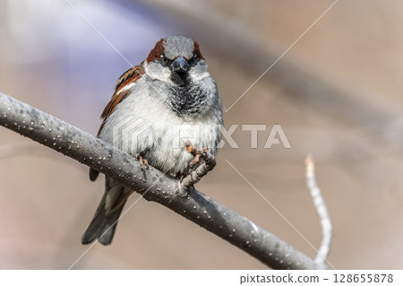 Sparrow sits on a branch without leaves. Sparrow sits on a branch without leaves. 128655878
