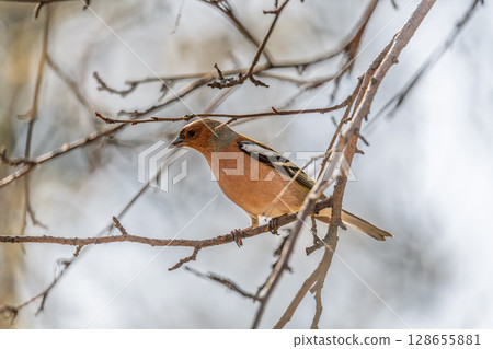 Common chaffinch, Fringilla coelebs, sits on a tree. Common chaffinch in wildlife. Common chaffinch, Fringilla coelebs, sits on a tree. Common chaffinch in wildlife. 128655881