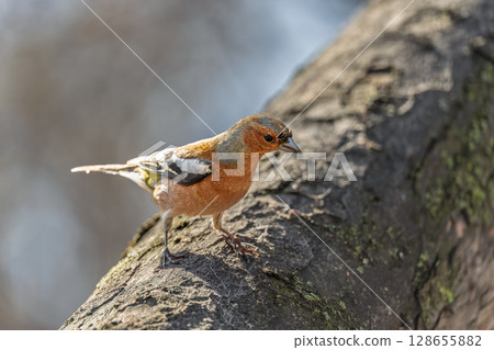 Common chaffinch, Fringilla coelebs, sits on a tree. Common chaffinch in wildlife. Common chaffinch, Fringilla coelebs, sits on a tree. Common chaffinch in wildlife. 128655882