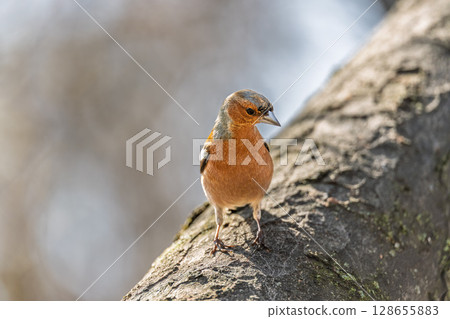 Common chaffinch, Fringilla coelebs, sits on a tree. Common chaffinch in wildlife. Common chaffinch, Fringilla coelebs, sits on a tree. Common chaffinch in wildlife. 128655883