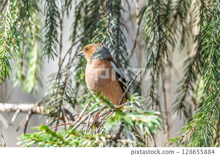 Common chaffinch, Fringilla coelebs, sits on a tree. Common chaffinch in wildlife. Common chaffinch, Fringilla coelebs, sits on a tree. Common chaffinch in wildlife. 128655884
