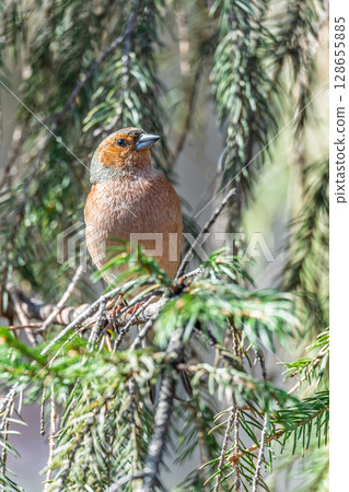 Common chaffinch, Fringilla coelebs, sits on a tree. Common chaffinch in wildlife. Common chaffinch, Fringilla coelebs, sits on a tree. Common chaffinch in wildlife. 128655885