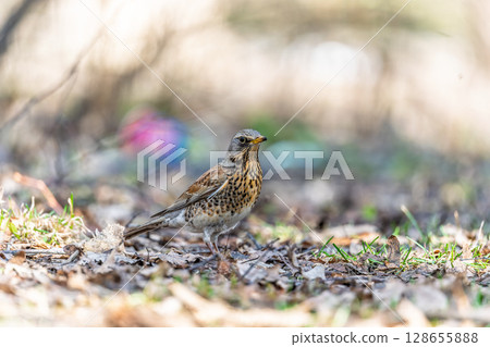 Wood bird Fieldfare, Turdus pilaris, on a sprng lawn. Wood bird Fieldfare, Turdus pilaris, on a sprng lawn. 128655888