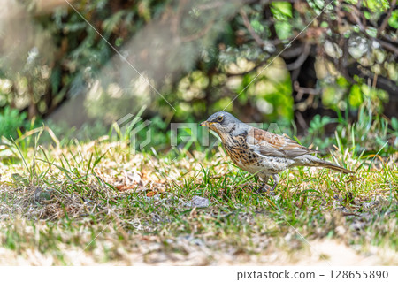 Wood bird Fieldfare, Turdus pilaris, on a sprng lawn. Wood bird Fieldfare, Turdus pilaris, on a sprng lawn. 128655890