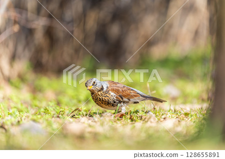 Wood bird Fieldfare, Turdus pilaris, on a sprng lawn. Wood bird Fieldfare, Turdus pilaris, on a sprng lawn. 128655891