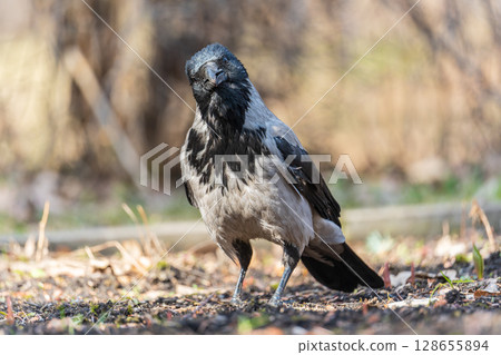 Hooded crow, corvus cornix, standing on the lawn in the spring or summer Hooded crow, corvus cornix, standing on the lawn in the spring or summer 128655894