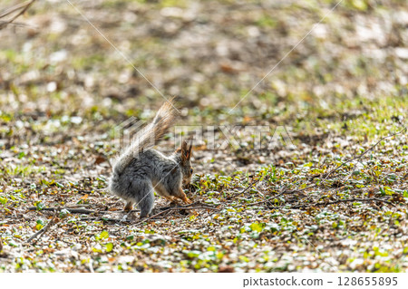 Squirrel in autumn or spring with nut on the green grass with fallen yellow leaves 128655895