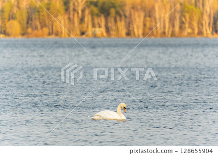 Graceful white Swan swimming in the lake, swans in the wild. Portrait of a white swan swimming on a lake. Graceful white Swan swimming in the lake, swans in the wild. Portrait of a white swan swimming on a lake. 128655904