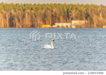 Graceful white Swan swimming in the lake, swans in the wild. Portrait of a white swan swimming on a lake. 128655906
