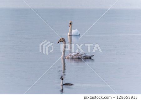 Two Graceful white Swans swimming in the lake, swans in the wild 128655915