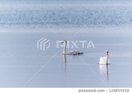 Two Graceful white Swans swimming in the lake, swans in the wild 128655919