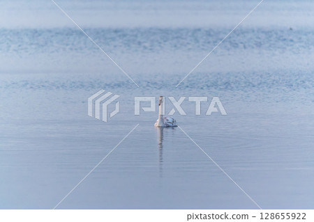 Graceful white Swan swimming in the lake, swans in the wild. Portrait of a white swan swimming on a lake. Graceful white Swan swimming in the lake, swans in the wild. Portrait of a white swan swimming on a lake. 128655922
