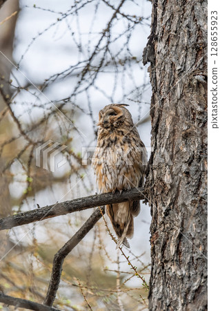 Long-eared owl (Asio otus), looking forward with wide opened eyes Long-eared owl (Asio otus), looking forward with wide opened eyes 128655923