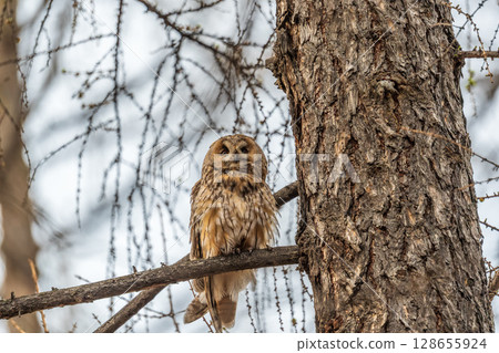 Long-eared owl (Asio otus), looking forward with wide opened eyes Long-eared owl (Asio otus), looking forward with wide opened eyes 128655924