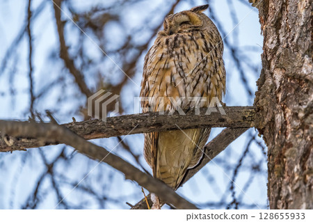 Long-eared owl (Asio otus), looking forward with wide opened eyes Long-eared owl (Asio otus), looking forward with wide opened eyes 128655933
