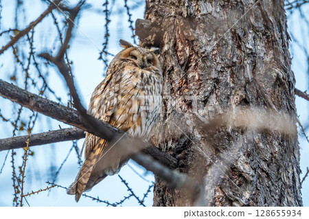 Long-eared owl (Asio otus), looking forward with wide opened eyes 128655934